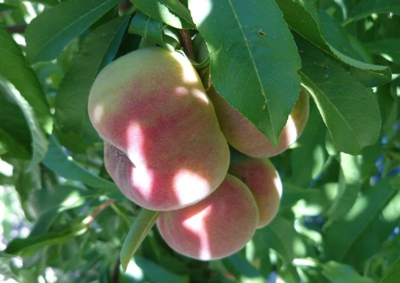 Owoce brzoskwini czerwonomiąższowej są bogate w witaminy.