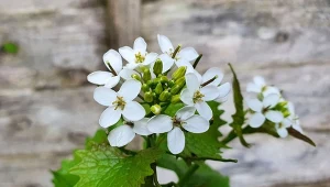 Ludzie myślą, że to zwykły chwast. Czosnaczek jest skarbnicą zdrowia, jadalny od korzenia po nasiona