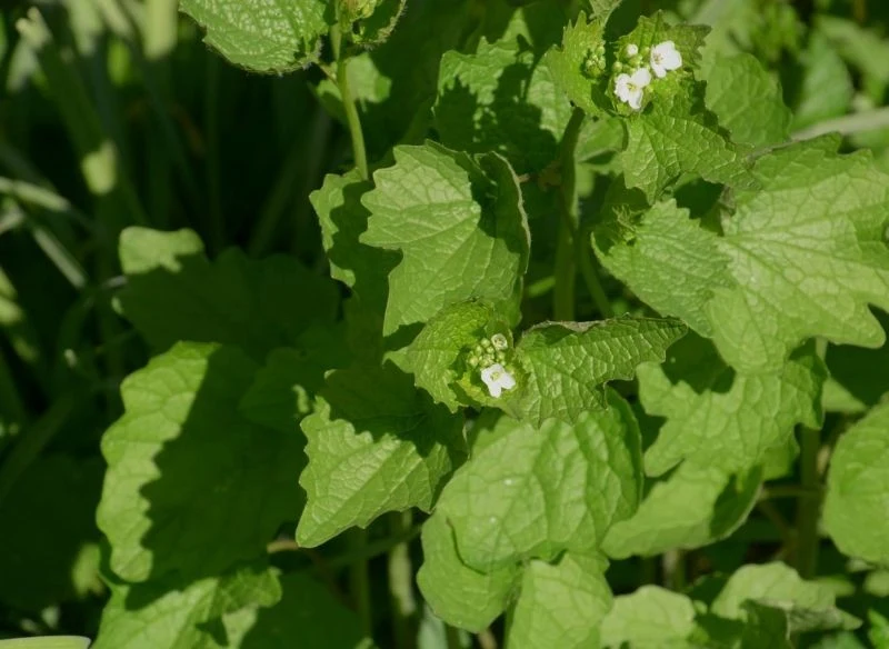 Liście czosnaczku są smaczne i wartościowe