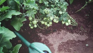 Nieumiejętne podlewanie warzyw latem może zmniejszyć plony. Jak robić to prawidłowo?