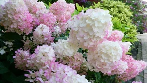 Czym nawozić hortensje latem, by długo kwitły?