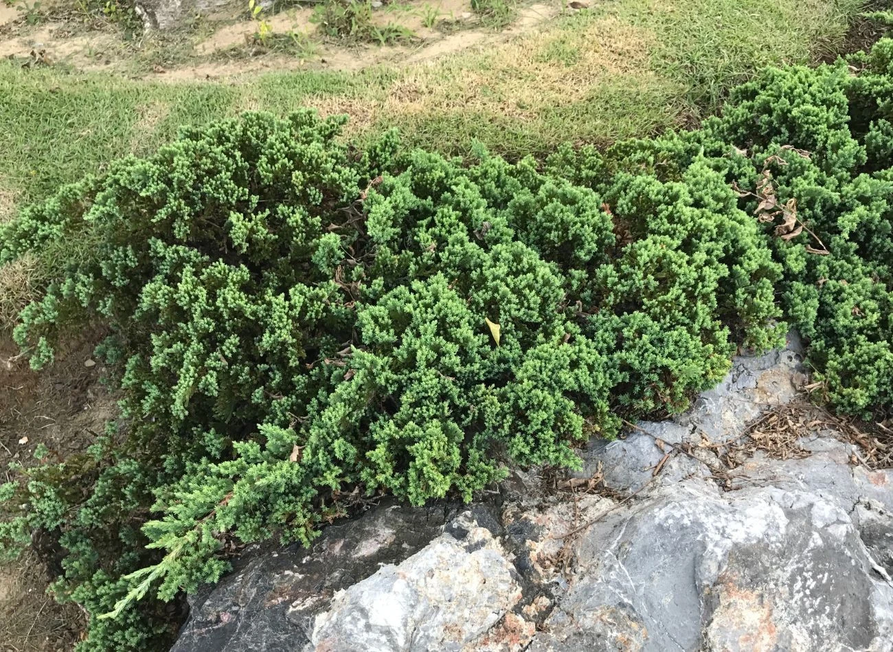 Rośliny okrywowe odporne na suszę nie tylko zdobią ogród przez cały sezon, ale także wymagają minimalnej pielęgnacji. Na zdjęciu jałowiec płożący Juniperus horizontalis