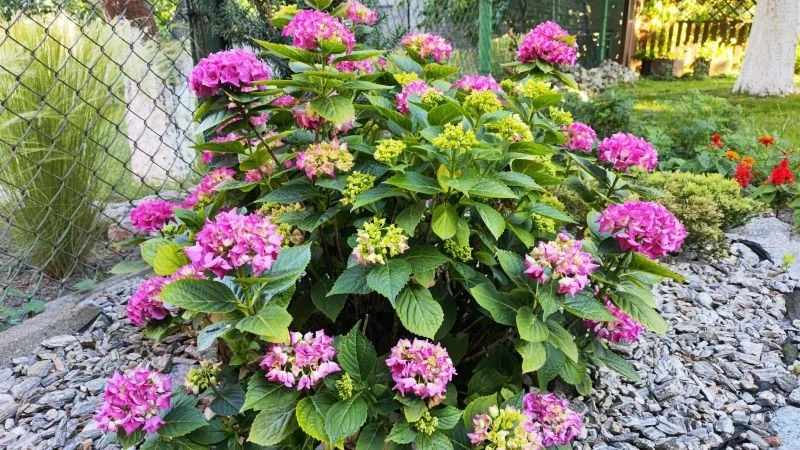 Hortensje zdrowo rosną i obficie kwitną w lekko kwaśnej glebie