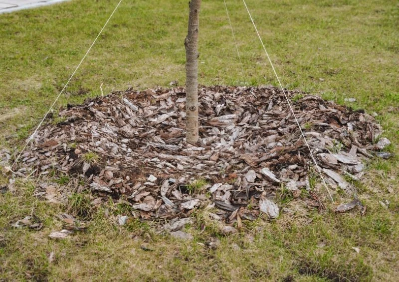 Ściółkowanie to najważniejszy jesienny zabieg w ogrodzie.