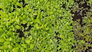 Wysiej po zebranym w lipcu czosnku. Gleba odpocznie, będzie dobrze odżywiona i gotowa na nowe nasadzenia