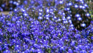 Przetacznik szypułkowy to piękna roślina zadarniajaca, która kwitnie nawet dwa razy w roku.