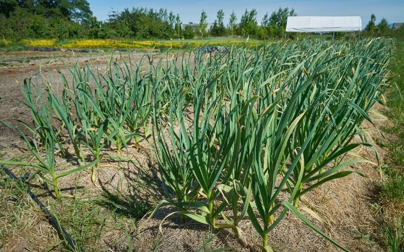 Nawet na jednej grządce rośliny mogą dojrzewać w różnym tempie