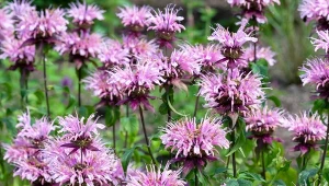 Jakie kwiaty wybrać na lato? Te gatunki, a wśród nich pysznogłówka, są odporne na wysokie temperatury i przedłużający się brak wody.