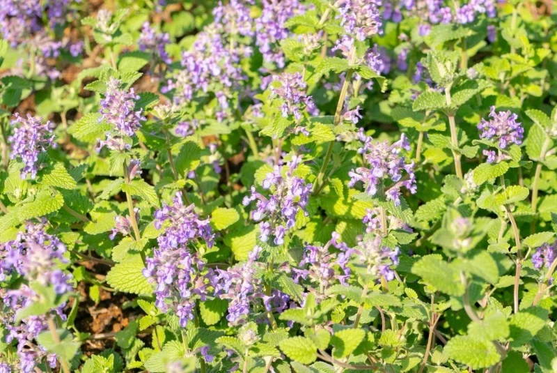 Kocimiętka to jedna z niezawodnych bylin sezonu letniego, ceniona zarówno za walory ozdobne, jak i użytkowe