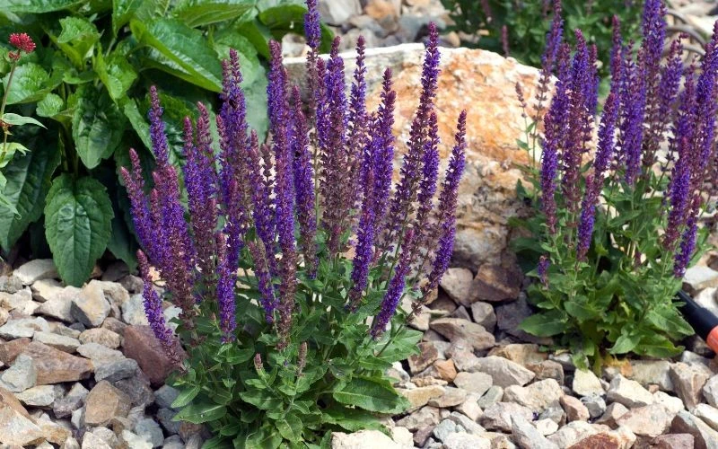 Szałwia omszona zmienia wizualną strukturę rabaty i odstarsza niektóre szkodniki