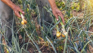 Po zbiorze pierwszych warzyw gleba może potrzebować regeneracji. Jak poprawić jej żyzność?