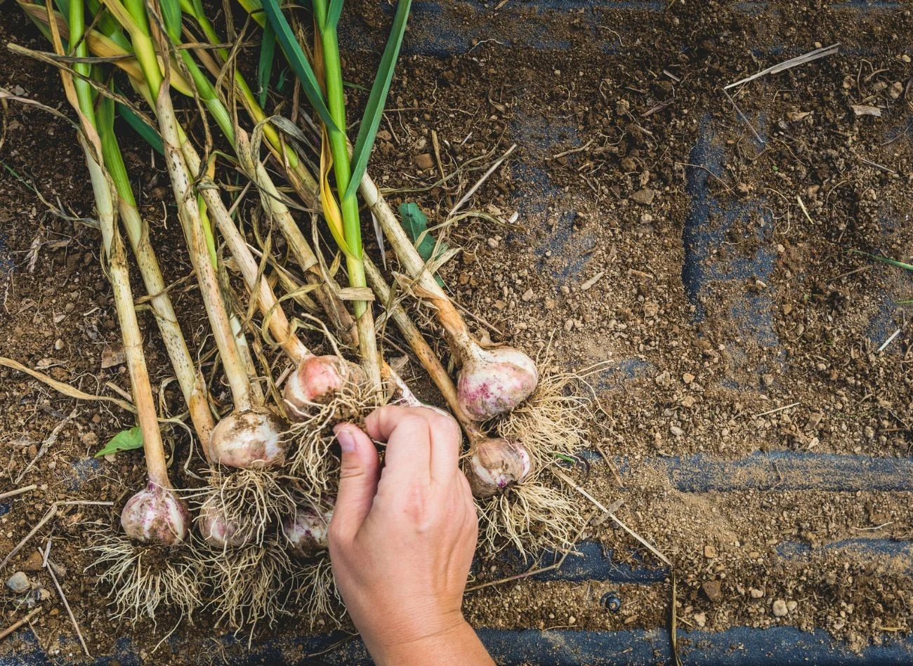 Główka czosnku dzieli się na ząbki dopiero pod koniec wegetacji