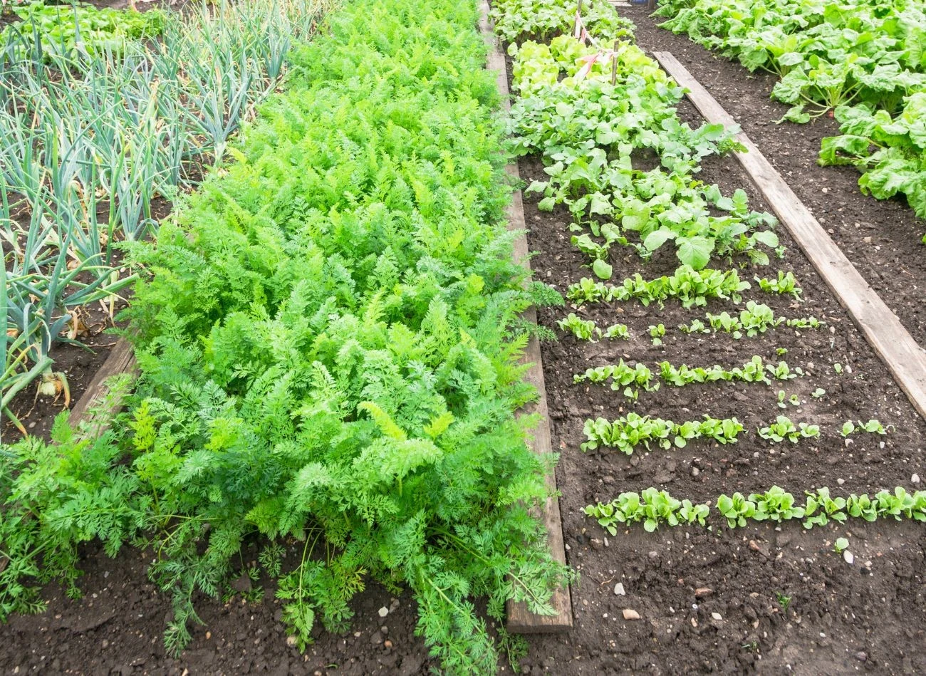 Kompost nie tylko zwiększa żyzność gleby, ale także poprawia jej strukturę