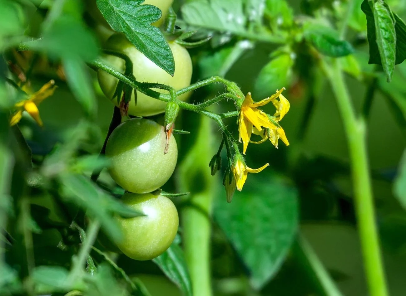 Usuwanie nietypowych liści na gronach kwiatowych jest równie ważne, jak obcinanie bocznych pędów pomidora