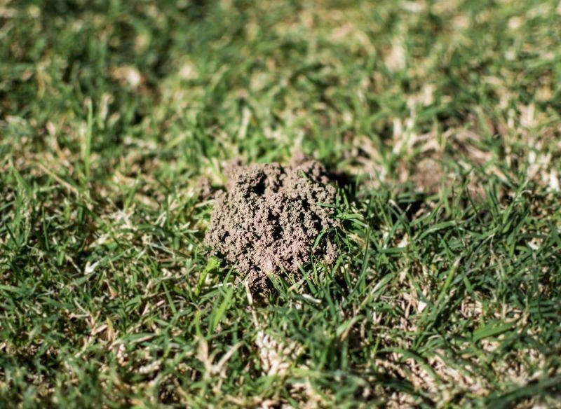 Jeśli podejrzewasz, że masz w ogrodzie turkucie, szukaj małych kopczyków ziemi