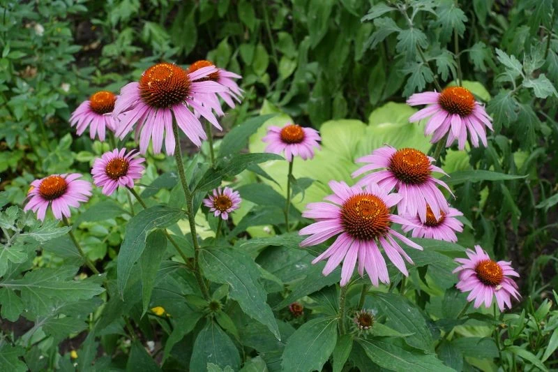 Jeżówki posadzone w pełnym słońcu kwitną najobficiej