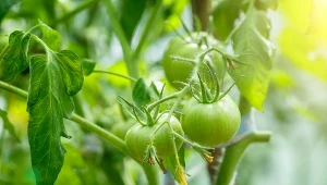 Jak uratować zwiędłe pomidory? Odzyskają wigor i będą miały dużo owoców
