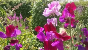 Jak pielęgnować groszek pachnący, by kwitł do jesieni?