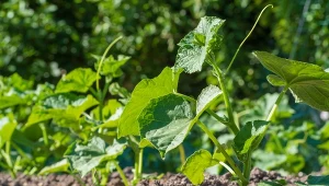 Nawadnianie ogórków, zwłaszcza w upalne dni, wymaga wiedzy. Łatwo je przelać i doprowadzić do gnicia.