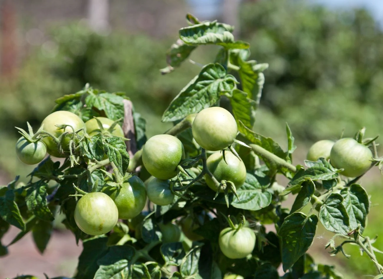 W jaki sposób uratować zwiędnięte pomidory?