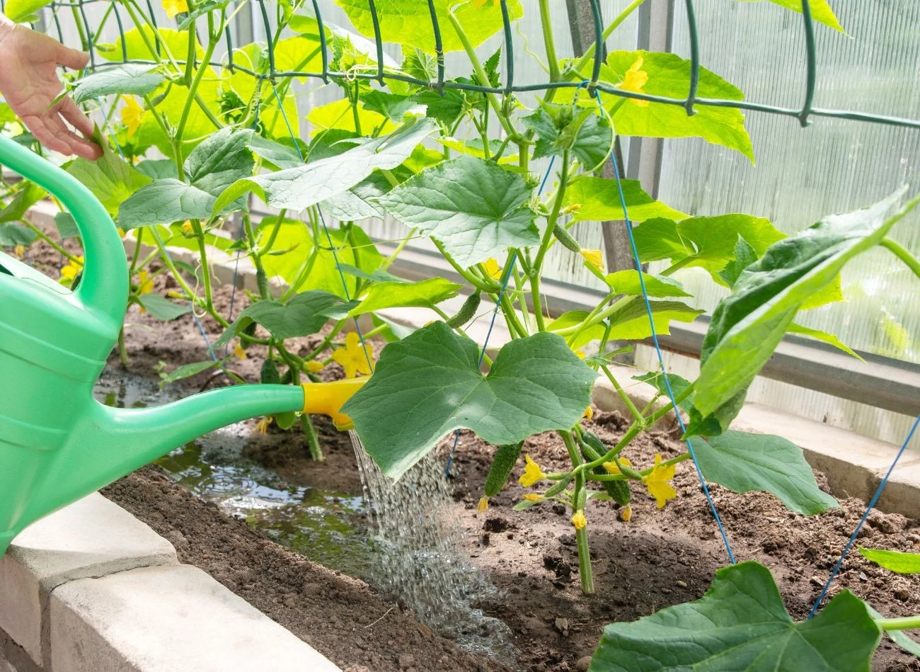 Ogórki są wyjątkowo wrażliwe na wahania wilgotności. Ich wysoka zawartość wody (96 proc.) sprawia, że potrzebują stałego dostępu do wilgoci, ale bez skrajności.