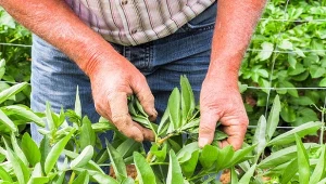 Domowy oprysk pomoże w walce z mszycami, ale trzeba wiedzieć jak i kiedy go używać.