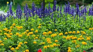 Które byliny warto przyciąć latem, by powtórzyły kwitnienie?