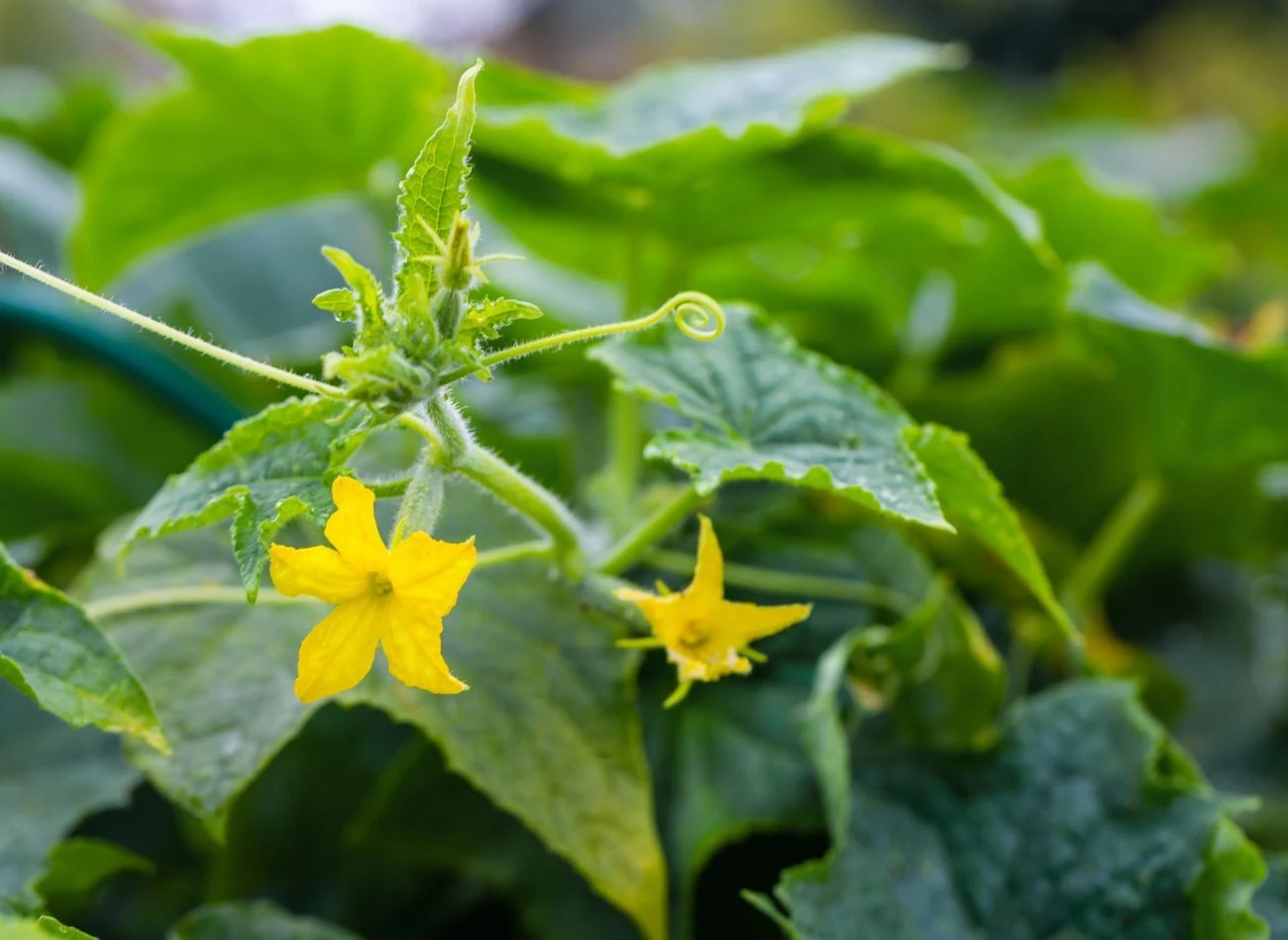 Ogórki warto podlewać nie tylko wodą. Naturalne odżywki nie tylko nawadniają, ale też wzmacniają rośliny.