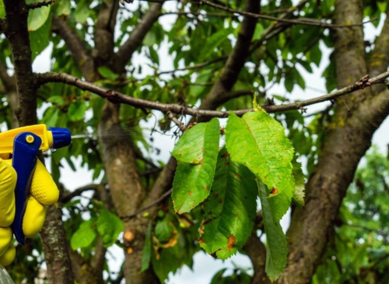 Oprysk z tytoniu można wykonywać na drzewach owocowych dopiero po przekwitnięciu