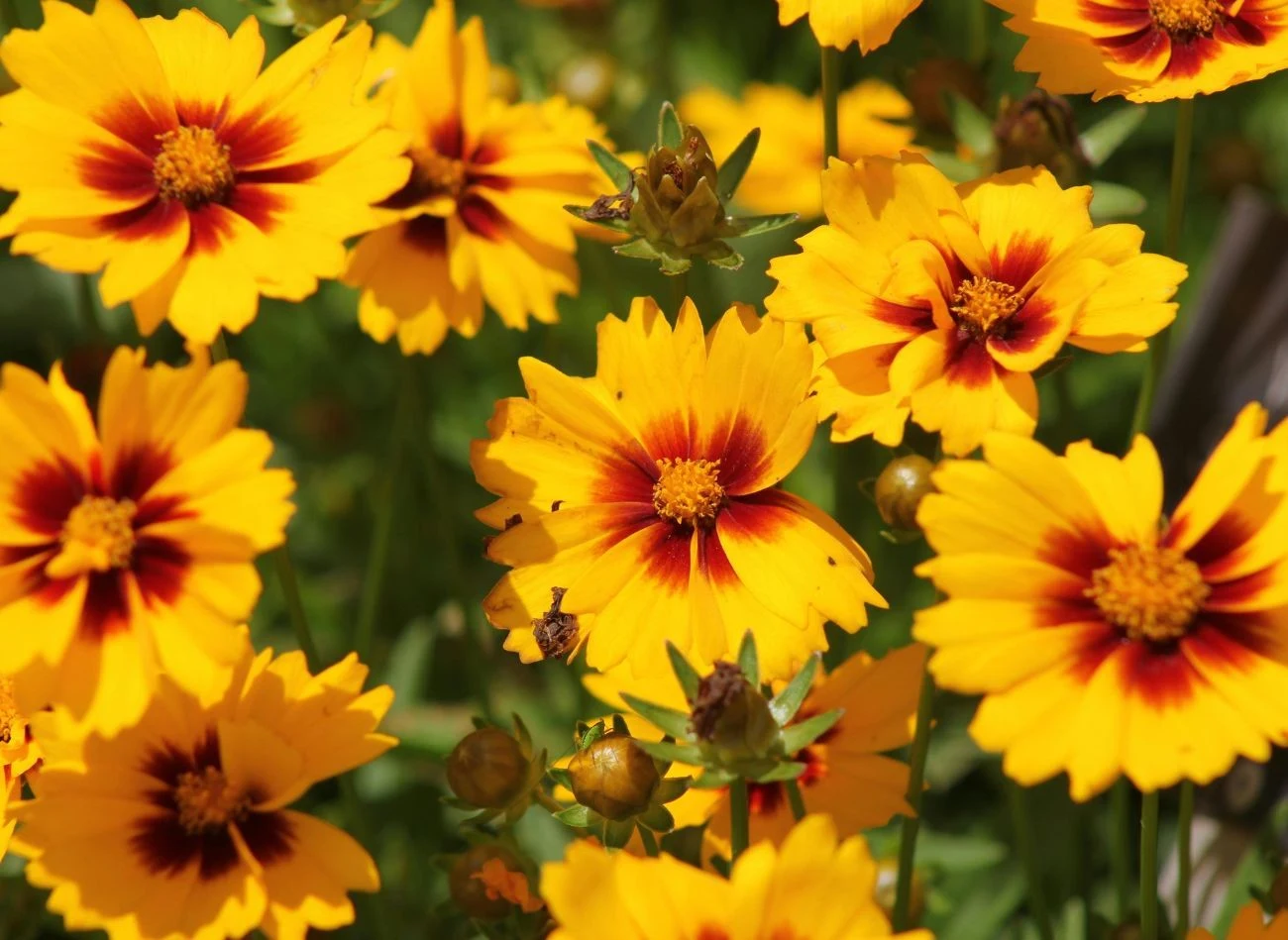 Nachyłek to uroczy kwiat, który dzięki odpowiedniemu przycięciu potworzy kwitnienie latem.