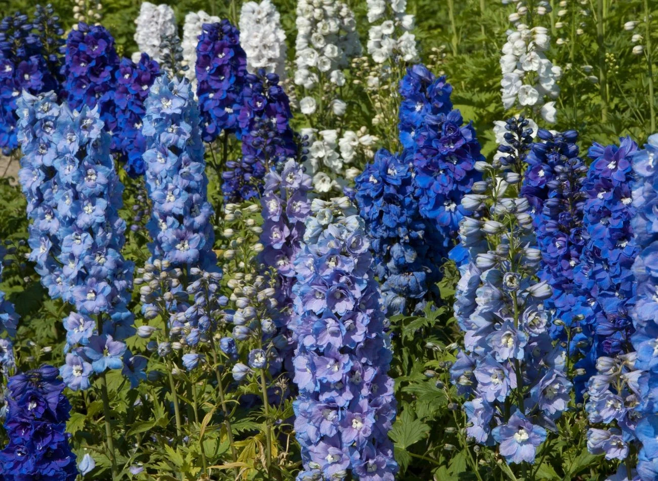 Po właściwym przycięciu ostróżka również ponownie zakwitnie.