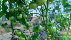 Pomidory należy podlewać wyłącznie pod korzeń, unikając moczenia liści.