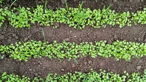 Podpowiadamy, jak siać seradelę na poplon w warzywniku.