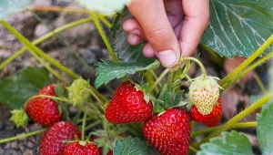 Usuwanie rozłogów truskawek poprawia jakość plonów oraz umożliwia pozyskanie darmowych sadzonek.