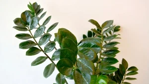 Dzięki domowym nawozom zamiokulkas wypuści mnóstwo nowych liści.