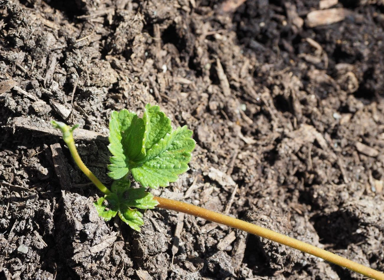 R ozłogi truskawek zostawiamy tylko wtedy, gdy chcemy uzyskać nowe sadzonki