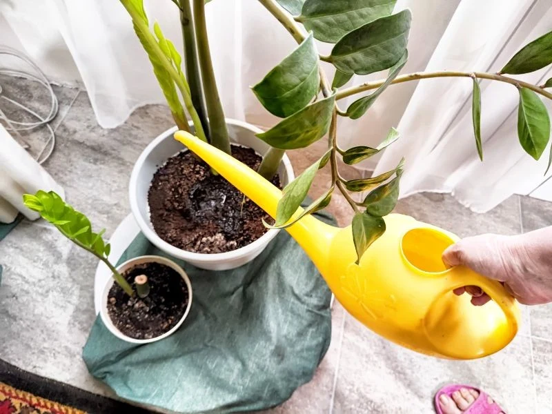 Jeśli zamiokulkas będzie podlewany zbyt często, jego liście zaczną żółknąć i opadać