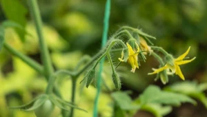 Kwiaty pomidorów zasychają i opadają? Można temu zaradzić .