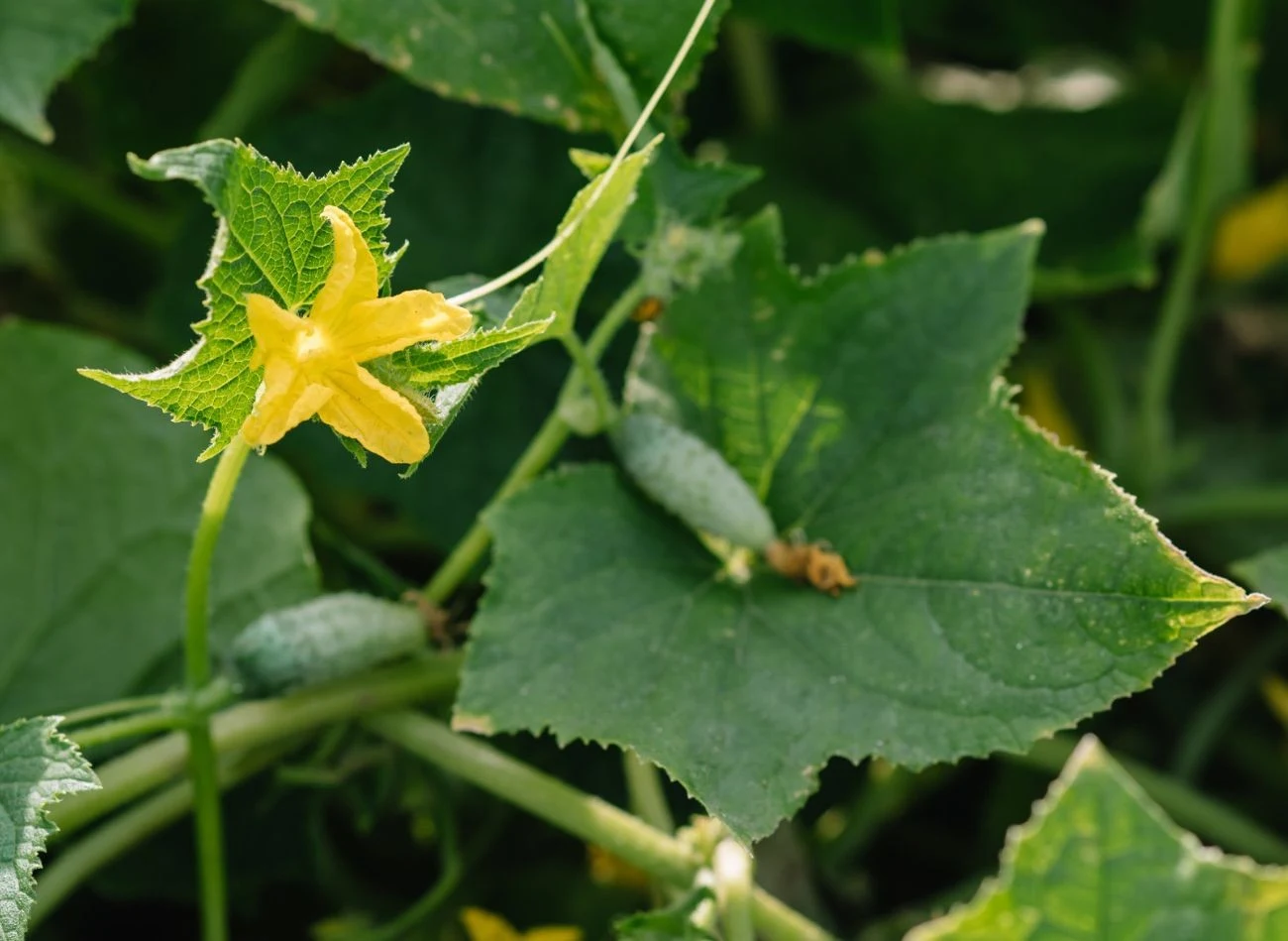 Chorobom grzybowym ogórków można zapobiegać, stosując naturalne opryski.