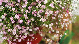 Niech nie zwiedzie nas subtelny wygląd gipsówki. To bardzo wytrzymała roślina.