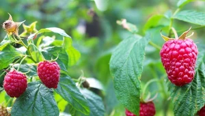 Oprysk z czosnku to ekologiczny środek wspierający ochronę malin przed zamieraniem pędów.