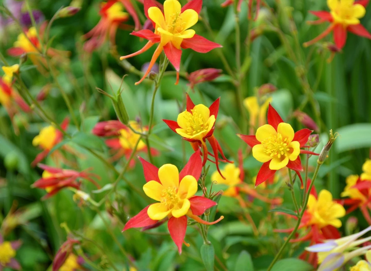 W lipcu posadzić orliki, które są wyjątkowa ozdoba każdego ogrodu.