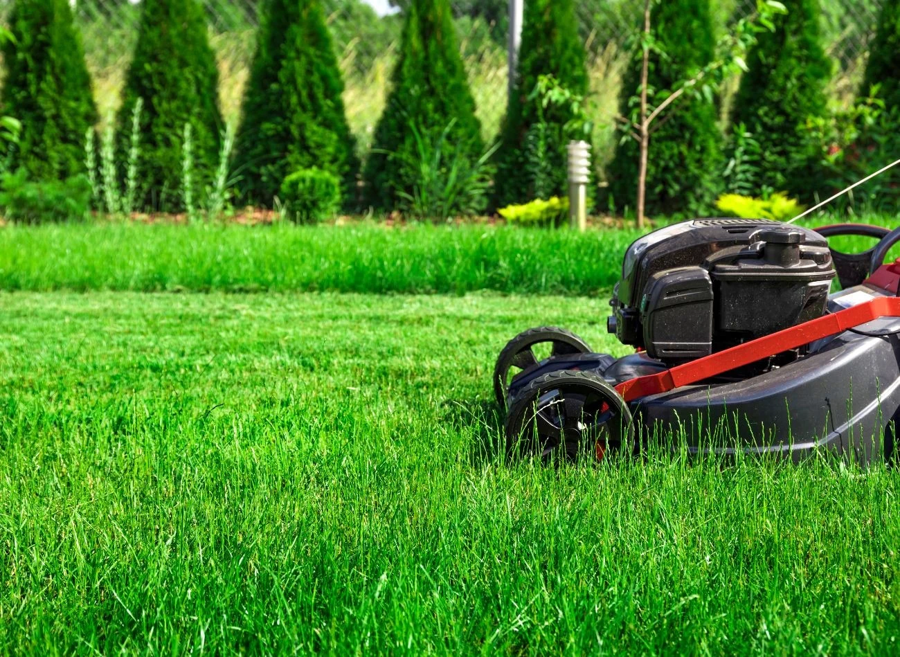 Latem trawnik trzeba kosić nieco wyżej niż wiosną.