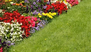 Czy warto stosować cukier do pielęgnacji trawnika?