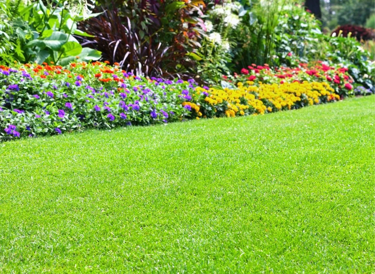 Cukier może wspomóc rozwój mikroorganizmów glebowych, ale nie zastąpi nawożenia mineralnego ani organicznego trawnika