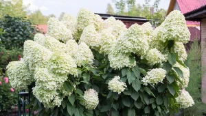 Nawożenie hortensji w lipcu sprawi, że będzie przepięknie kwitła przez całe lato.