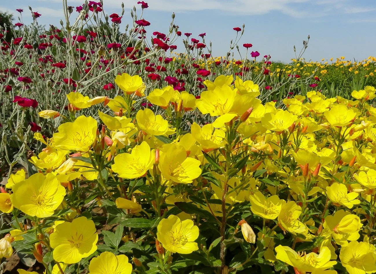 Wiesiołek toleruje lekki półcień, jednak w pełnym słońcu wykształca więcej kwiatów