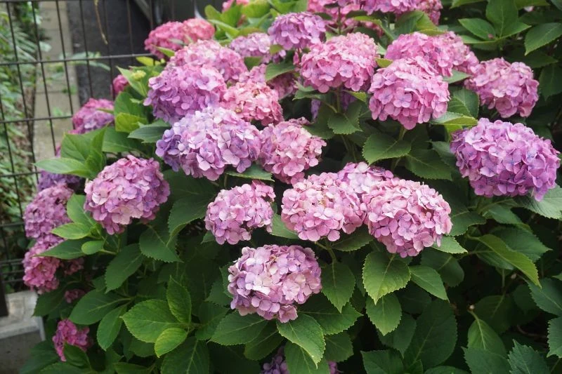 Latem hortensja potrzebuje już mniejszych ilości azotu, a większych fosforu i potasu