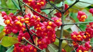 Trzmielina pospolita, choć zjawiskowo kwitnie, jest bardzo groźna i toksyczna.