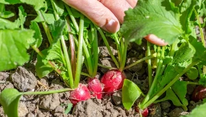 Pękaniu rzodkiewek można łatwo zapobiec, przestrzegając kilku zasad.